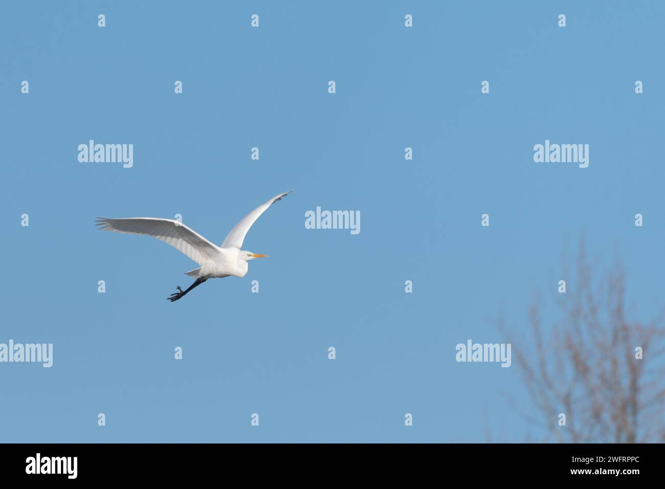 Grande aigrette (Ardea alba) en vol dans le ciel, Bas-Rhin, Alsace, Grand est, France, Europe Banque D'Images