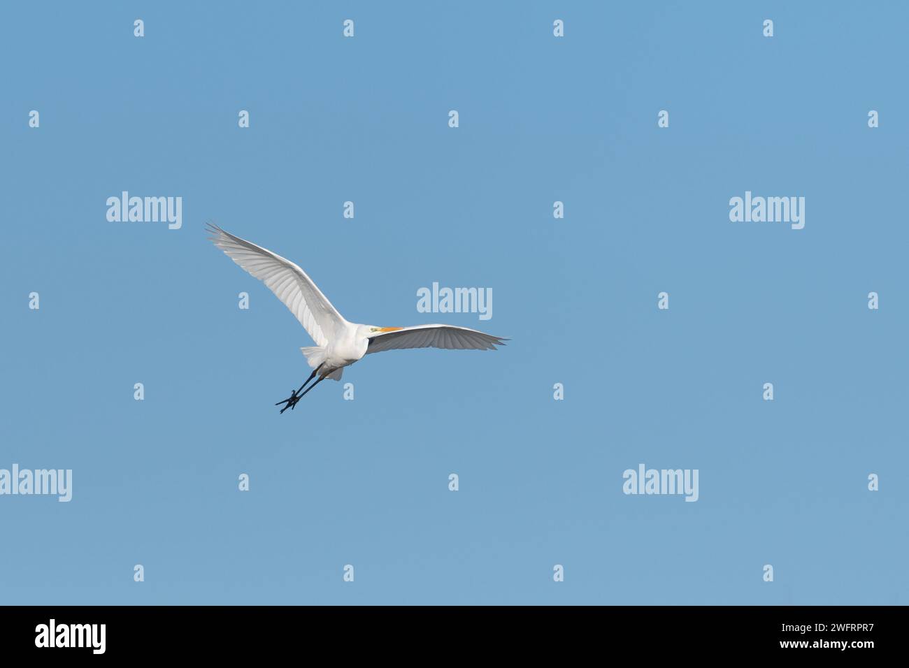 Grande aigrette (Ardea alba) en vol dans le ciel, Bas-Rhin, Alsace, Grand est, France, Europe Banque D'Images