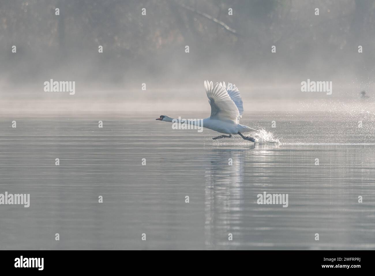 Cygne muet (Cygnus olor) au décollage sur l'eau d'un lac, Bas-Rhin, Alsace, Grand est, France, Europe Banque D'Images