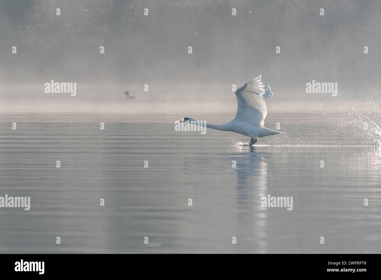 Cygne muet (Cygnus olor) au décollage sur l'eau d'un lac, Bas-Rhin, Alsace, Grand est, France, Europe Banque D'Images
