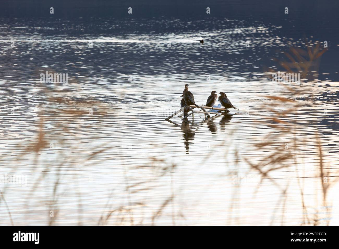 Les oies Greylag reposant sur une branche juste au-dessus de la surface de l'eau, dans le petit lac Prespa, une merveilleuse zone humide dans le nord de la Grèce, en Europe. Banque D'Images