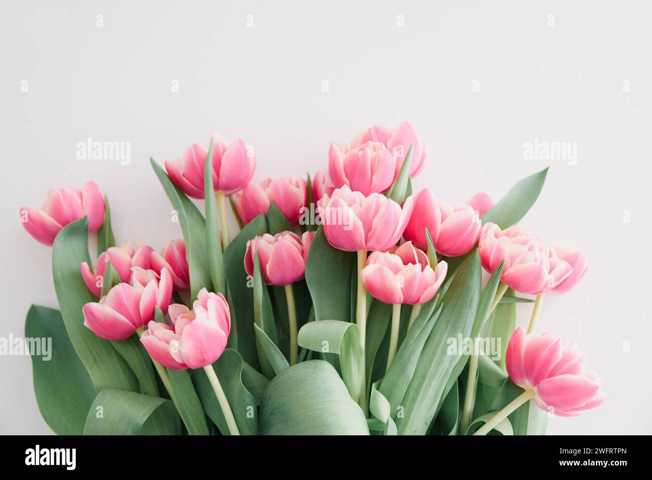 Bouquet de tulipes roses sur table en bois blanc. Concept de célébration d'anniversaire. Espace de copie. Vue de dessus Banque D'Images