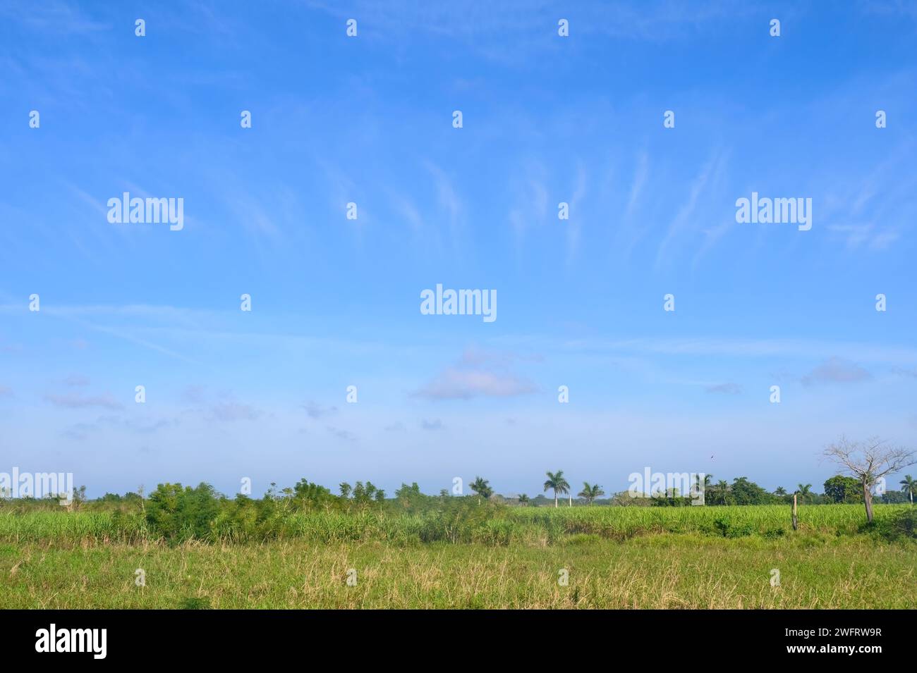 Beauté de la nature tropicale Banque D'Images