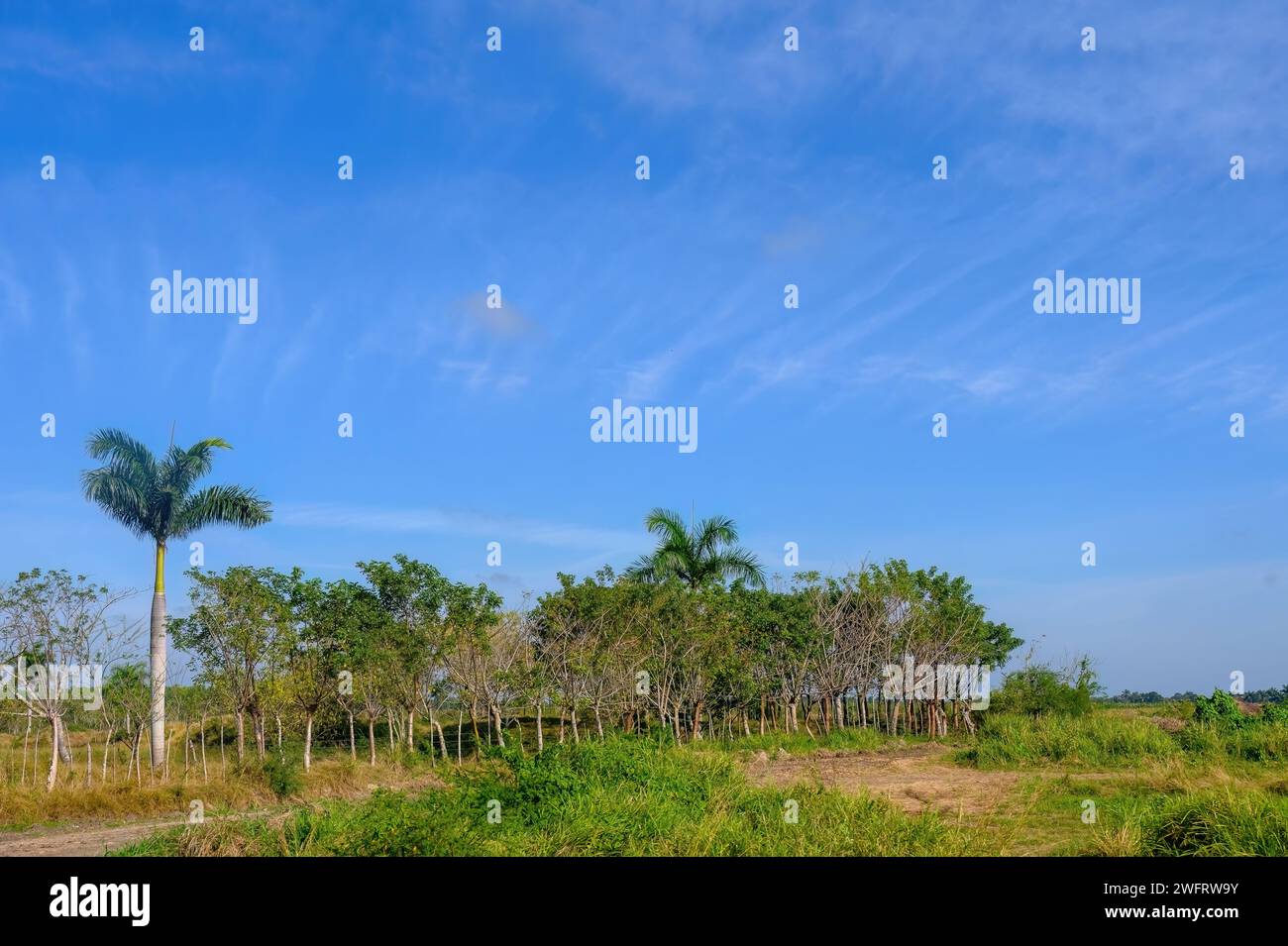 Beauté de la nature tropicale Banque D'Images