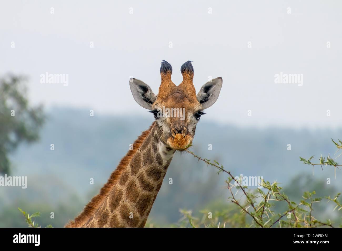 Gros plan d'une belle girafe réticulée dans la campagne à eSwatini, Afrique Banque D'Images