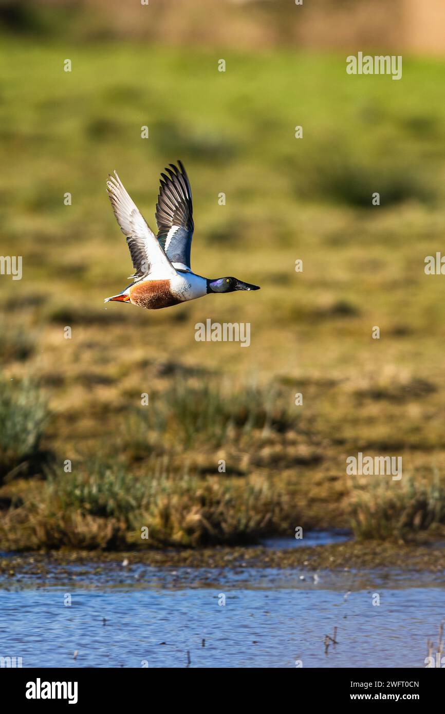 Northern Shoveler, spatule clypeata, mâle en vol au-dessus des marais Banque D'Images