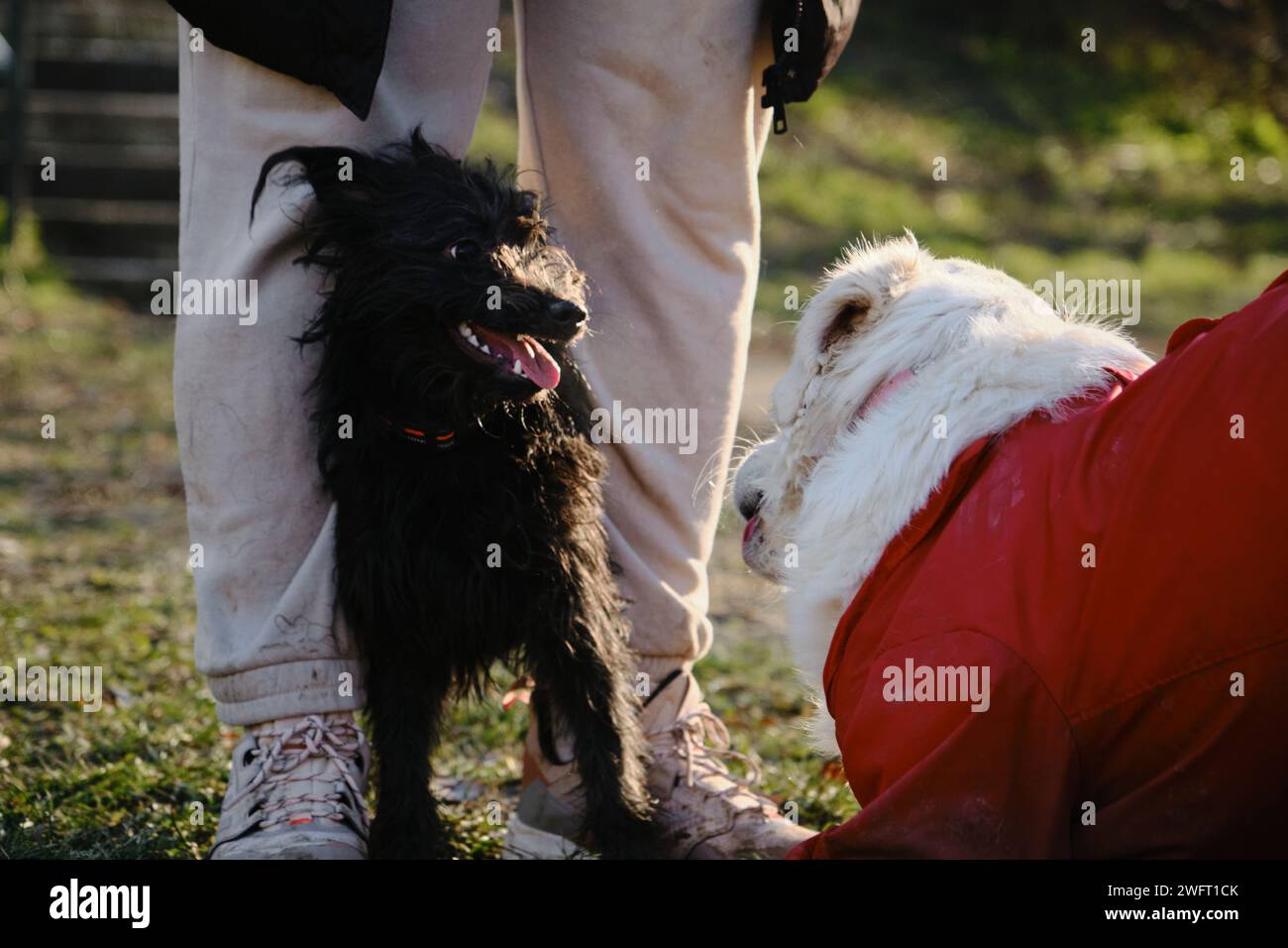 Deux chiens drôles dehors s'amusent à jouer ensemble debout à côté des pieds du propriétaire. Un Golden retriever dans un costume de protection contre la saleté et la pluie. A litt Banque D'Images