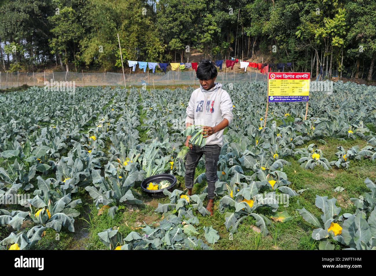 Un jeune agriculteur avec Valentina et Corotina, 2 variétés de chou-fleur, qui sont anti-diabétiques et anti-cancer cultivés sur ses champs. Il a d'abord collecté 8 000 graines en Inde, et avec l'aide de la Direction de l'extension de l'agriculture de Gowainghat Upazila, il a cultivé du chou-fleur de 6 couleurs dans le village de Barnagar de Fatehpur Union dans l'upazila de Gowainghat, district de Sylhet. Sylhet, Bangladesh. Banque D'Images