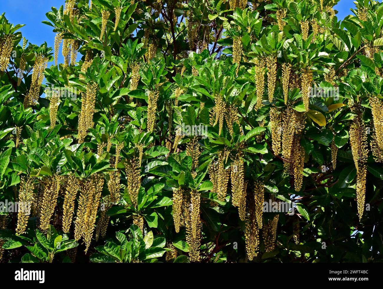 La chaîne dorée du Brésil fleurit sur l'arbre (Lophantera lactescens) Banque D'Images