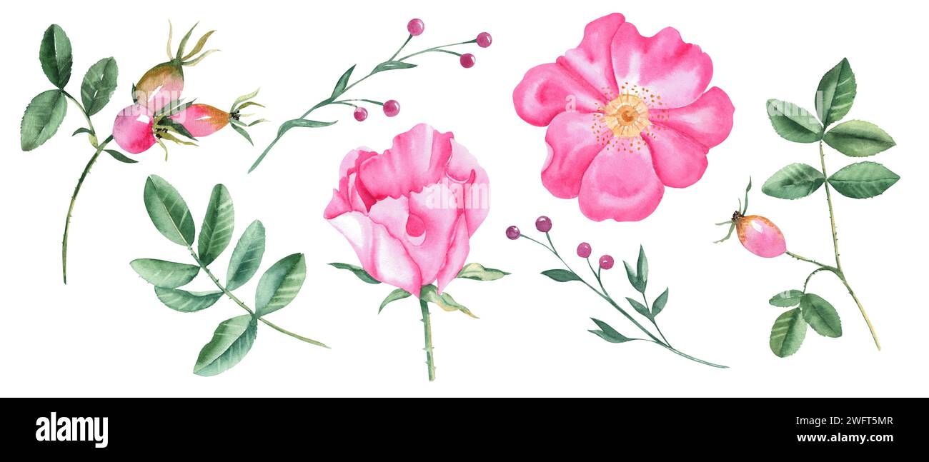 Ensemble aquarelle de fleurs roses de chien, de feuilles et de branches vertes avec des baies roses isolées sur fond blanc. Illustration botanique dessinée à la main. Banque D'Images