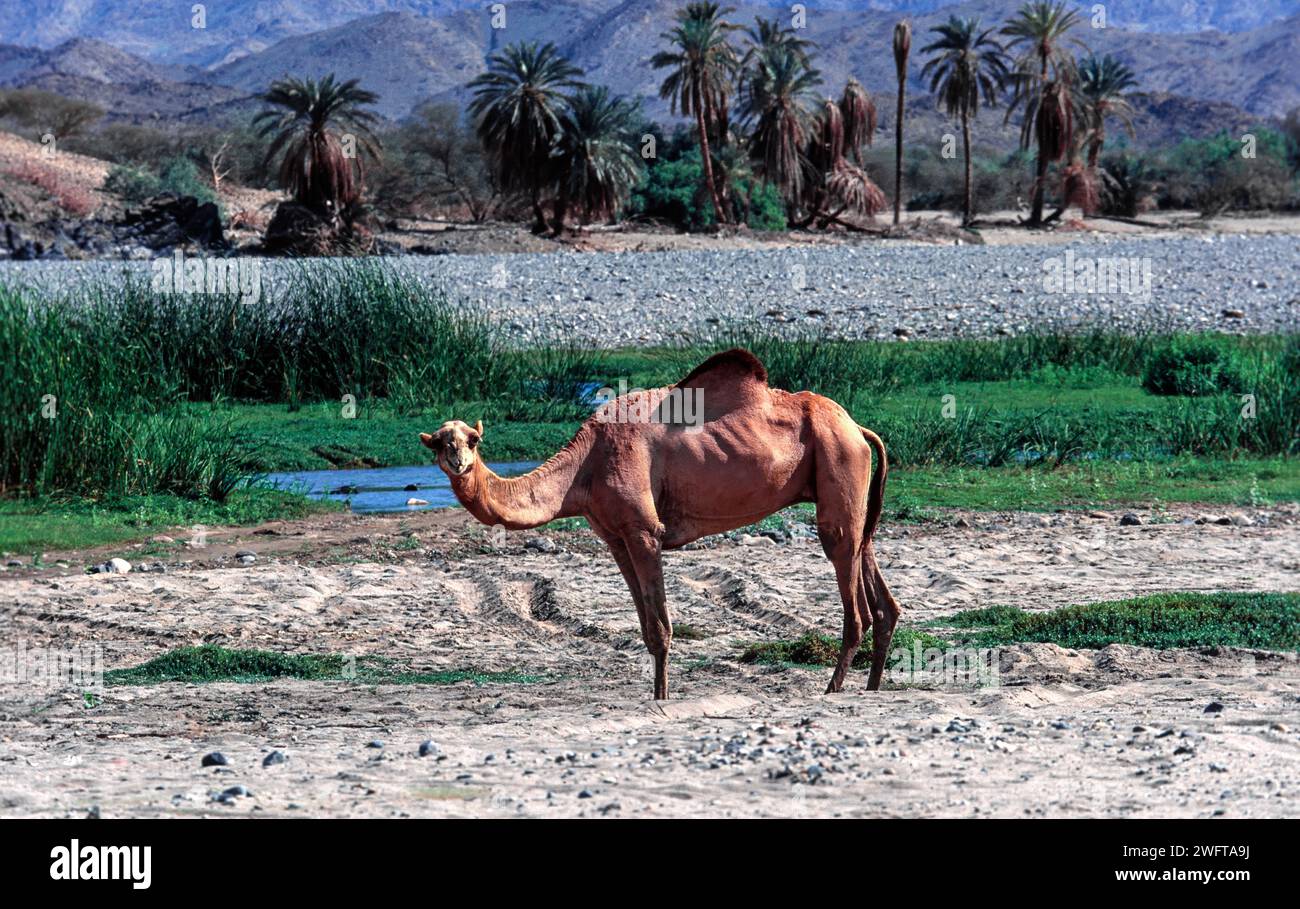 Chameau dromadaire chameau arabe ou chameau à bosse unique Camelus dromedarius près d'un ruisseau thermal ou d'une source chaude en Arabie Saoudite Banque D'Images