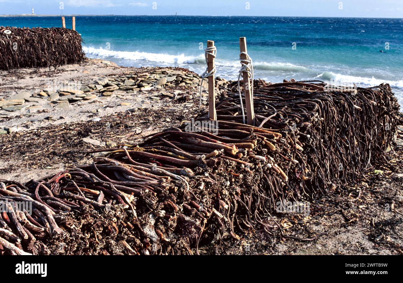 Enchevêtrements ou algues récoltées et séchées puis utilisées dans les cheminées de production d'alginate sur une plage des Orcades Banque D'Images