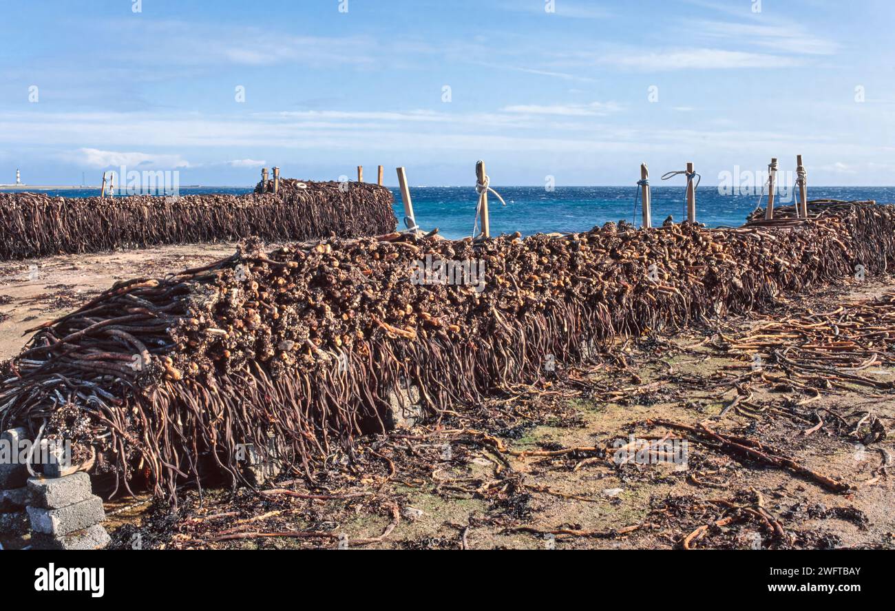 Enchevêtrements ou algues récoltées et séchées utilisées dans les cheminées de production d'alginate sur une plage des Orcades Banque D'Images