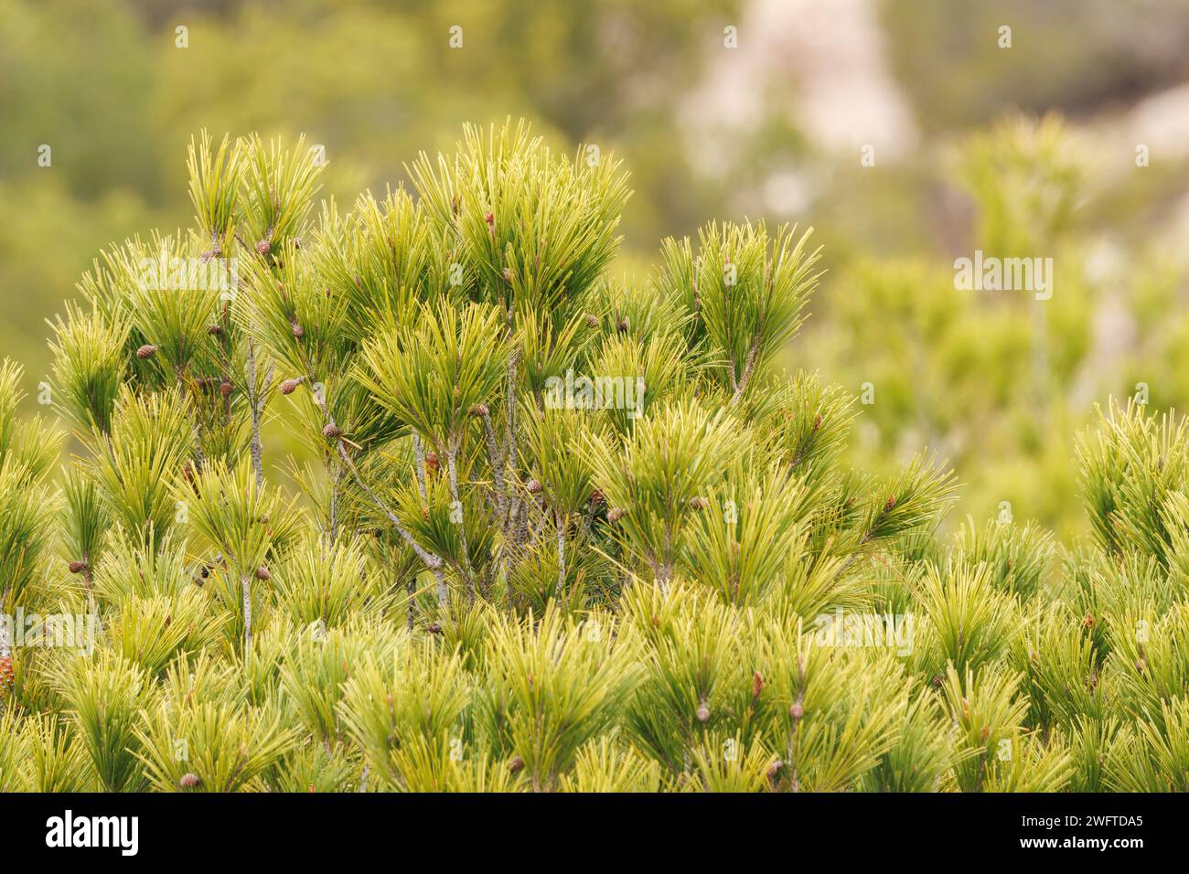 Sommets de pins germant avec lumière du jour nuageuse dans le parc naturel de la Sierra de Mariola, Alcoi, Espagne Banque D'Images