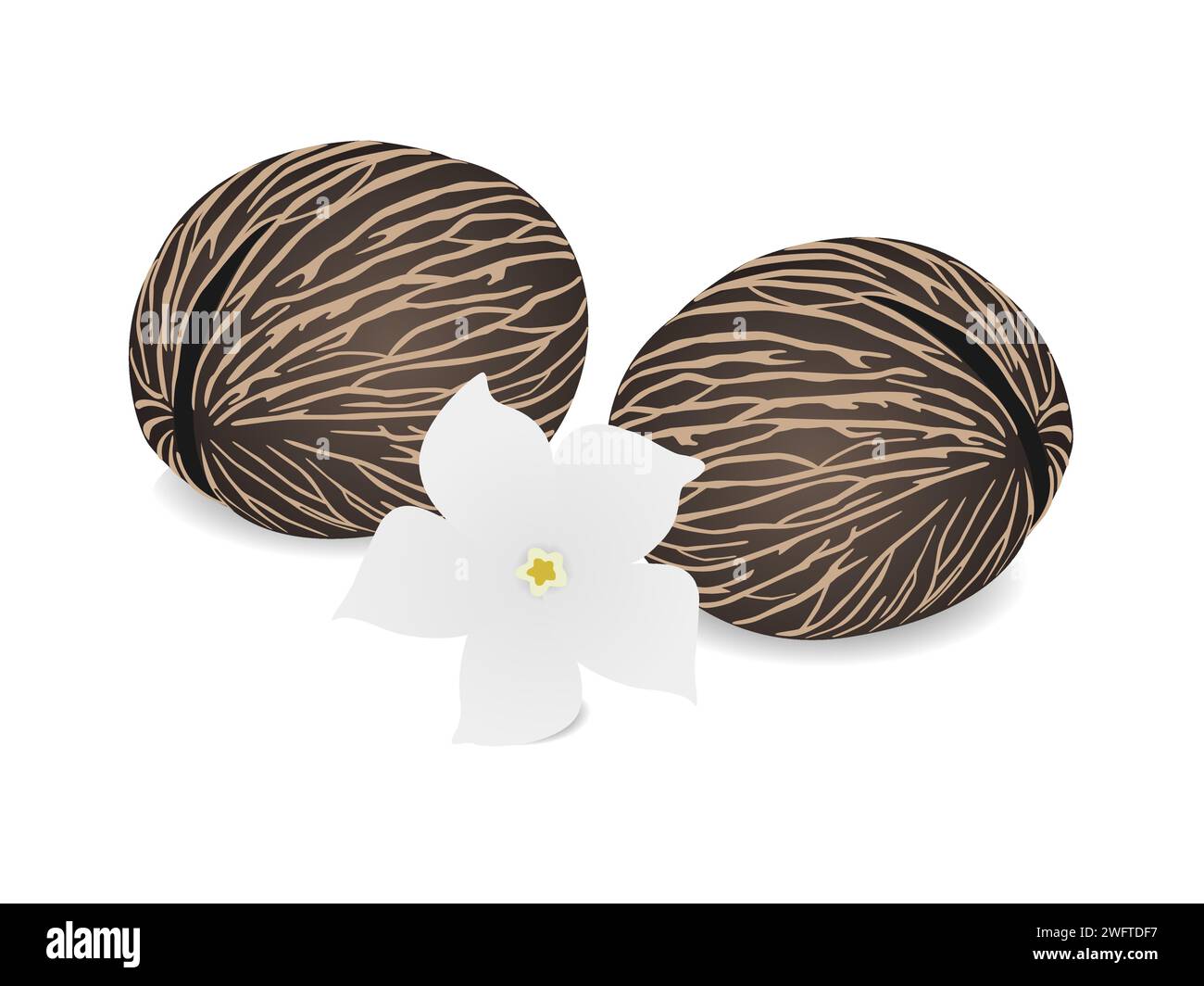 Graines suicides séchées pong pong othalanga Cerbera odollam fruit avec une fleur sur fond blanc. Illustration de Vecteur