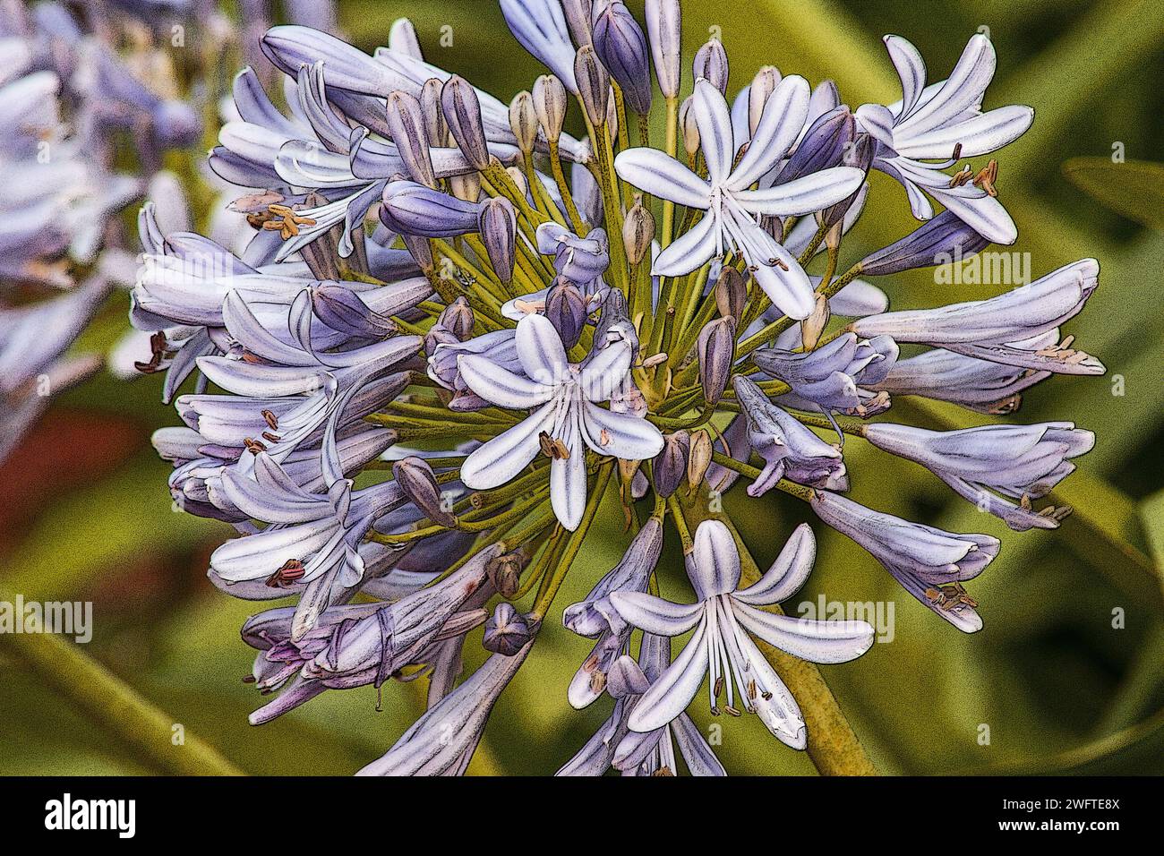 Agapanthus plante en fleur sur un fond naturel Banque D'Images