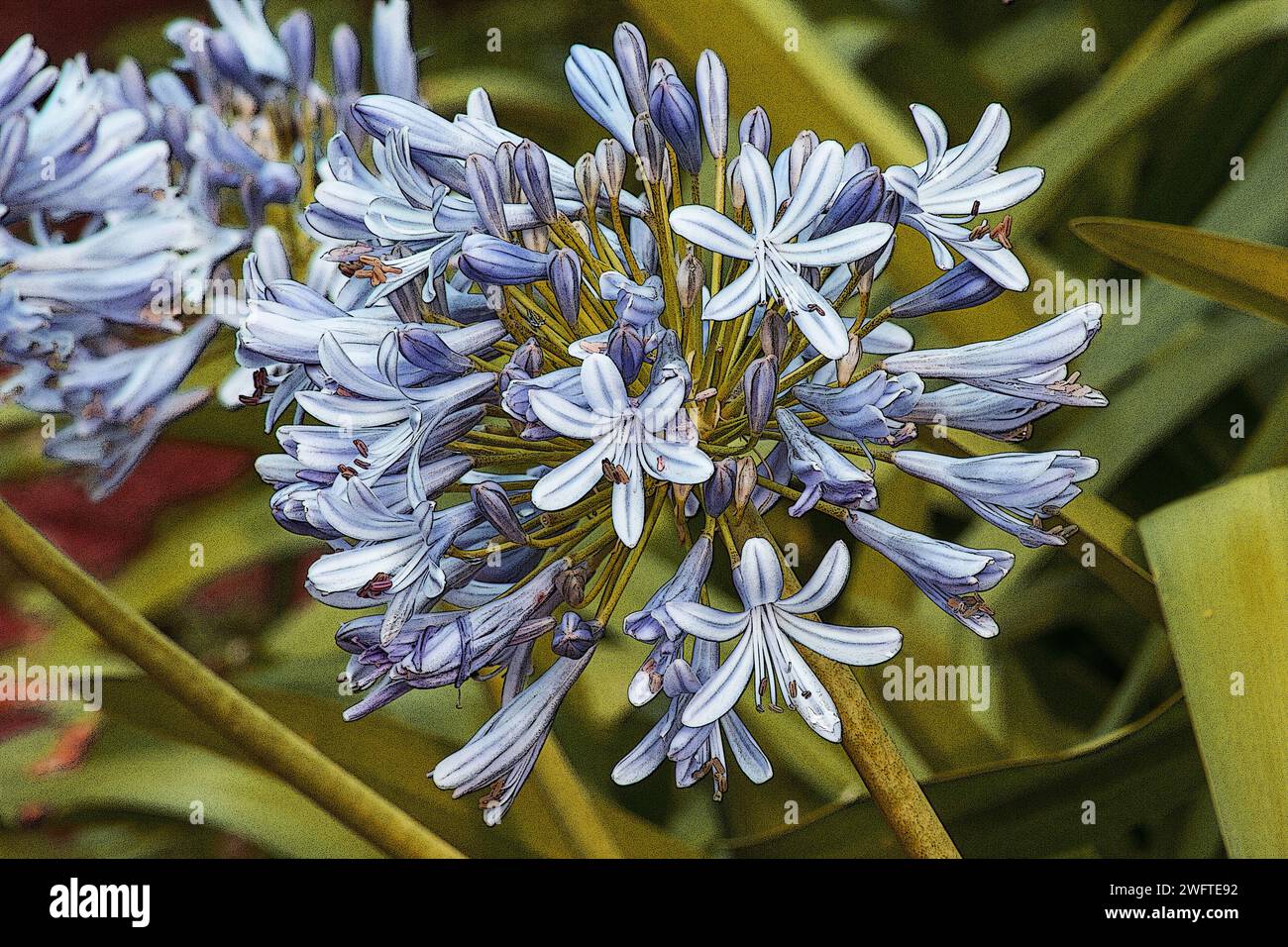 Agapanthus plante en fleur sur un fond naturel Banque D'Images