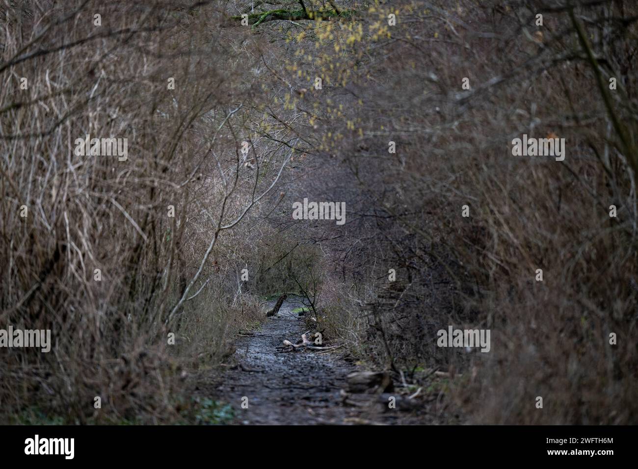 , Natur, Deutschland, , , , 01.02.2024, Ein naturbelassener Weg schlängelt sich durch einen kahlen Wald, gesäumt von spärlich belaubten Bäumen und St Banque D'Images