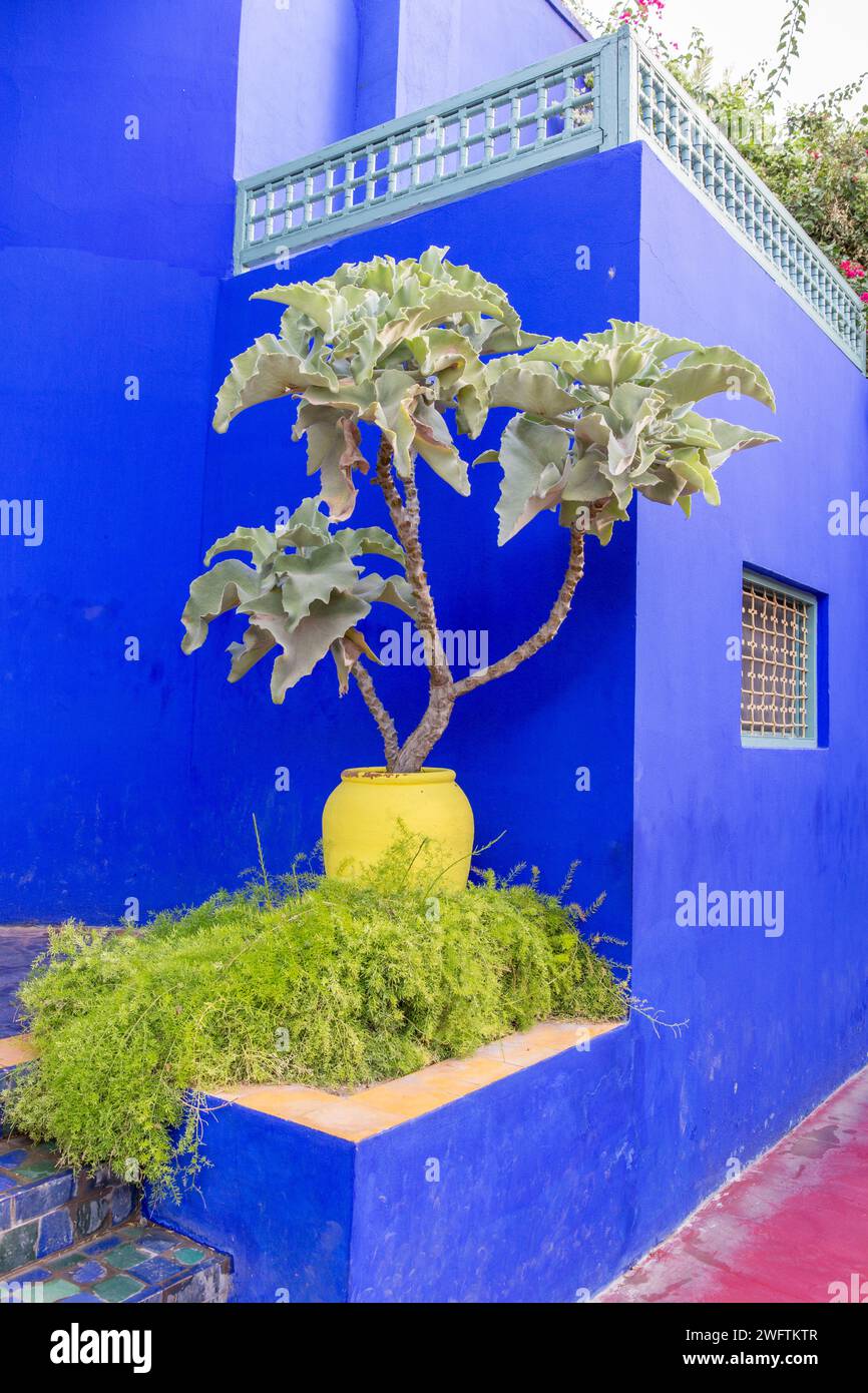 Afrique du Nord Maroc Marrakech Marrakech jardin Yves Saint Laurent jardin Majorelle Kalanchoe beharensis Eléphants oreilles en pot jaune Banque D'Images