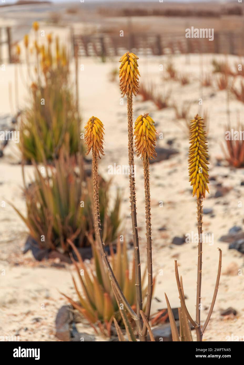 Fleurs du désert : Aloe Vera avec fleurs jaunes. Banque D'Images