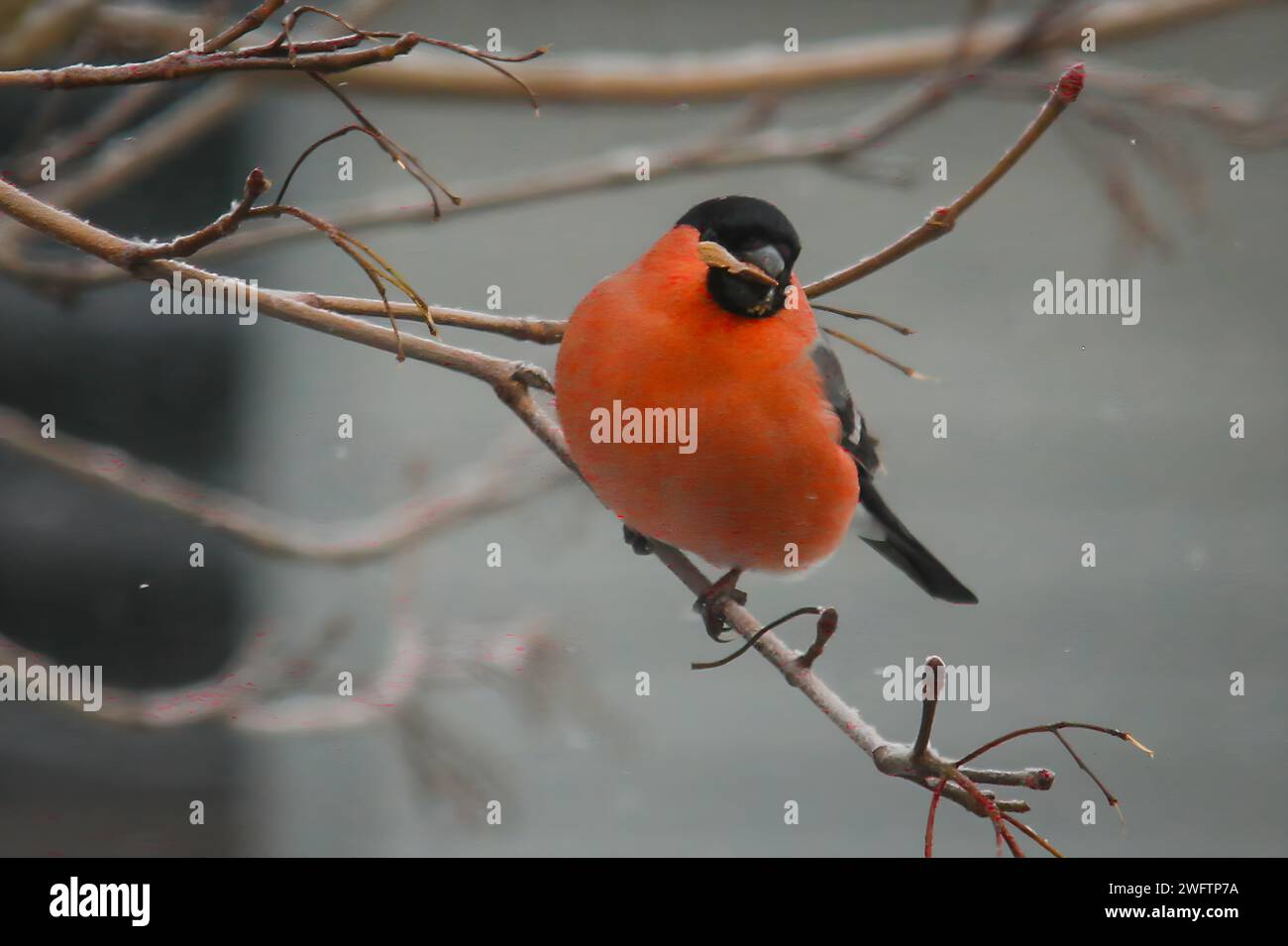 Bullfinch assis sur une branche Banque D'Images