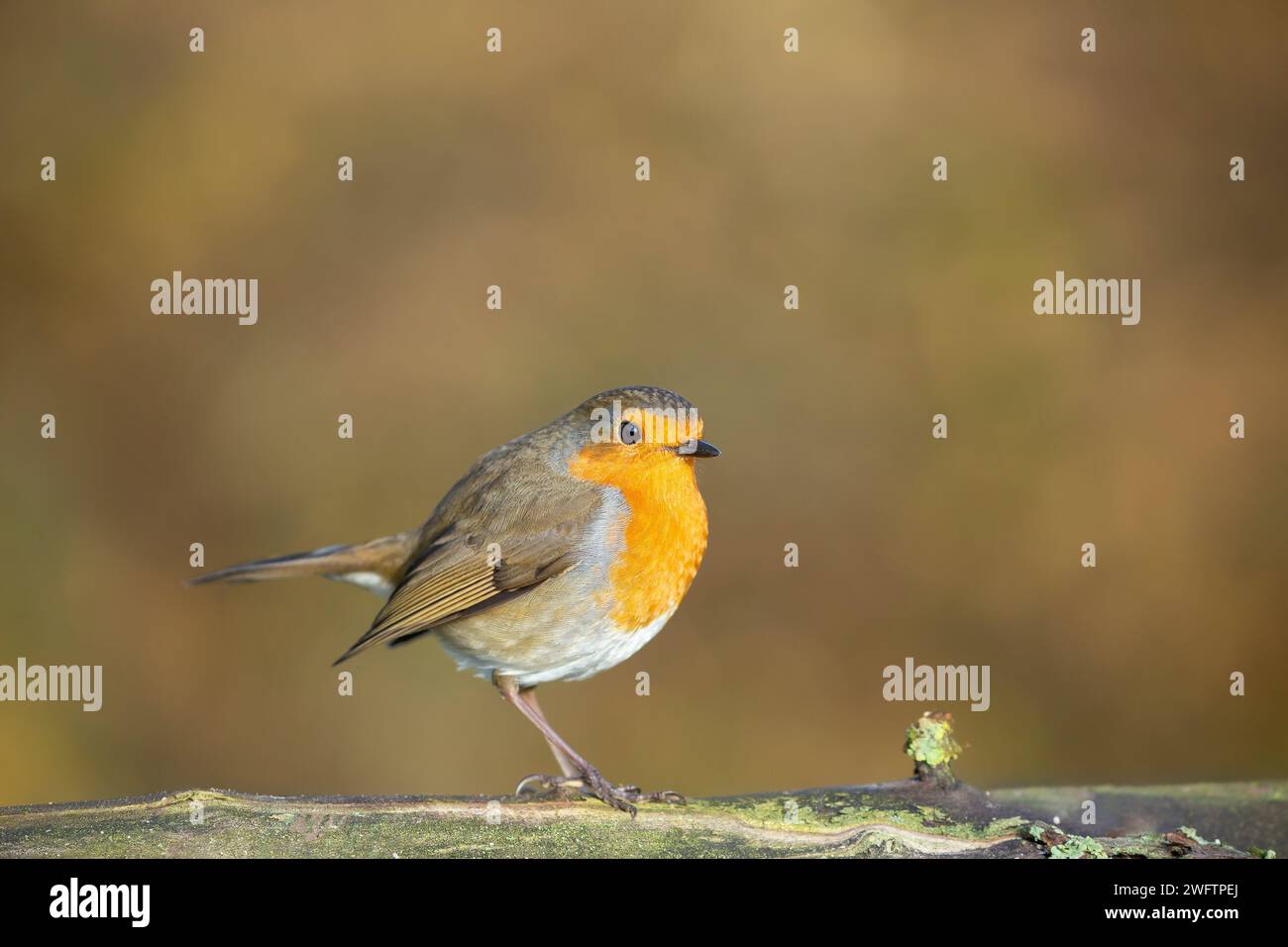 Près, vue de côté d'un rouge-poitrine britannique sauvage (Erithacus rubecula) debout isolé sur une bûche en plein soleil d'hiver. La photo a un arrière-plan doux et chaud. Banque D'Images