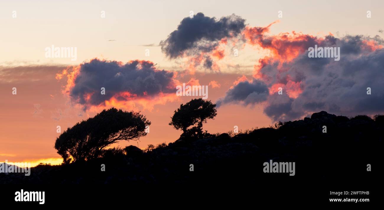 Arbres courbés silhouettés contre le ciel de l'aube, sud de la Crète, Grèce Banque D'Images