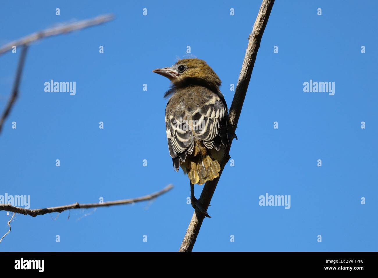 Image d'un jeune Oriole de Baltimore perché sur une branche le long des rives de la vallée du Don à Toronto, en Ontario. Banque D'Images