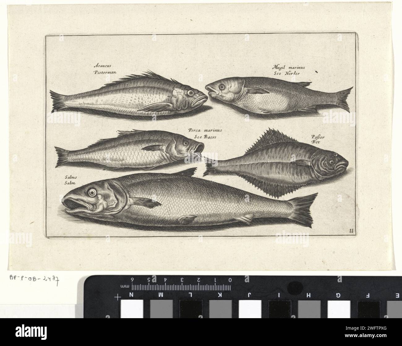 Saumon et quatre autres poissons, Anonyme, d'après Adriaen Collaert, 1634 imprimez un os, un bar, un saumon et trois autres poissons. Chaque poisson est équipé de son nom. L'impression fait partie d'une série avec le poisson comme sujet. Amsterdam papier gravure / gravure de poissons. poissons osseux : saumon Banque D'Images