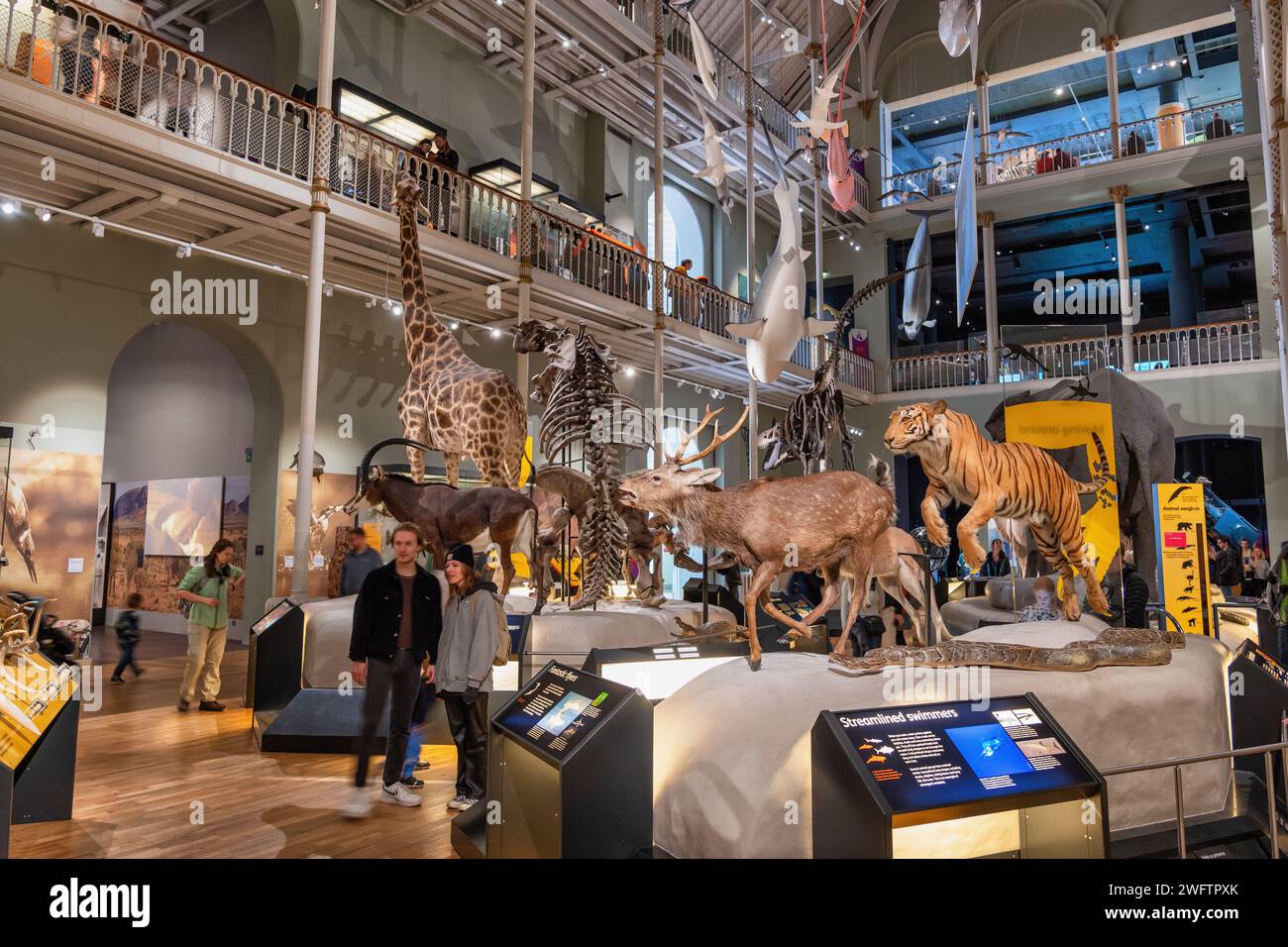 Exposition des galeries du monde naturel dans l'intérieur du Musée national d'Écosse à Édimbourg, Écosse, Royaume-Uni. Banque D'Images