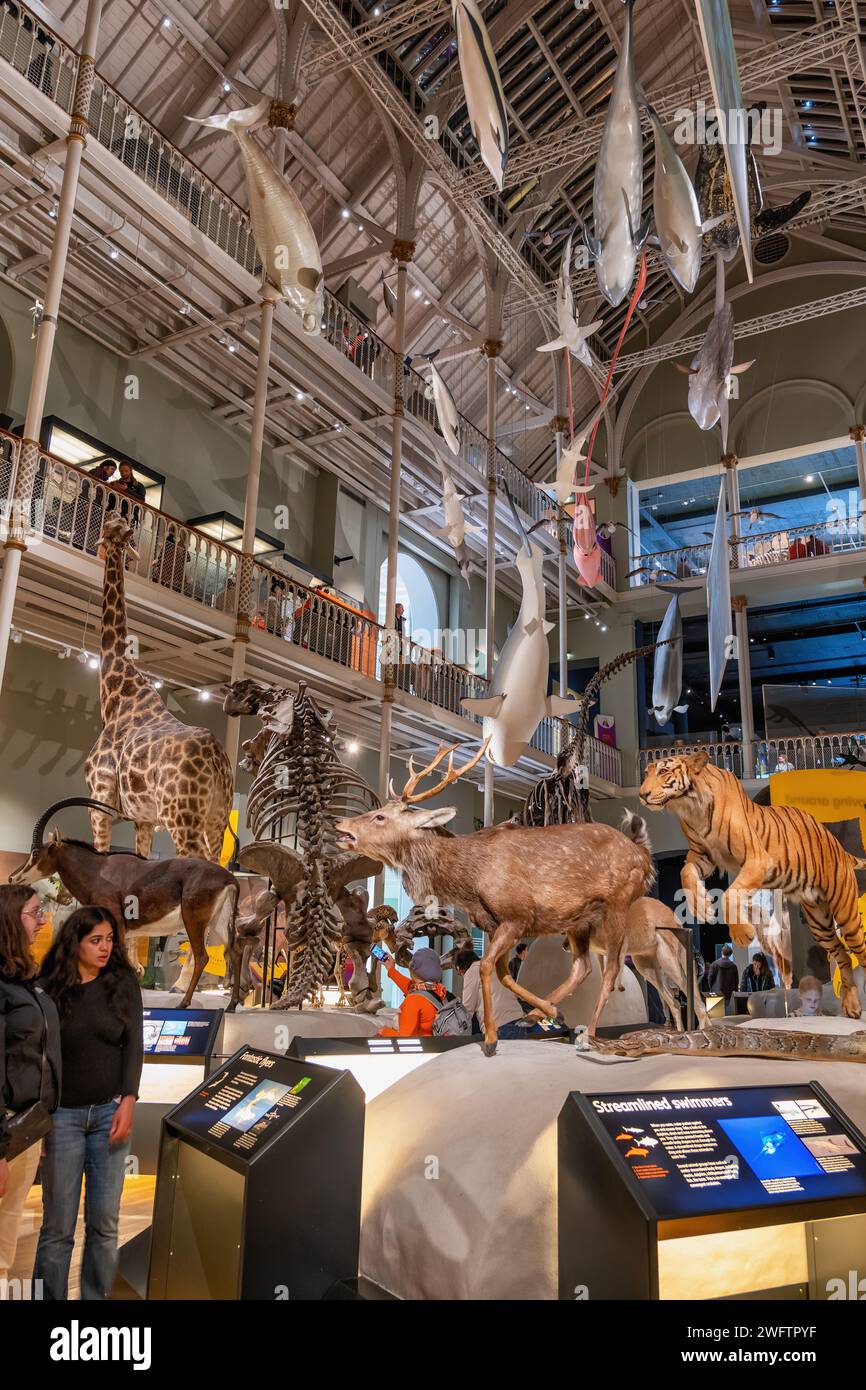 Exposition des galeries du monde naturel dans l'intérieur du Musée national d'Écosse à Édimbourg, Écosse, Royaume-Uni. Banque D'Images