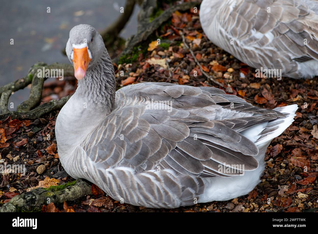 Greylag Geese à Black Park à Wexham, Buckinghamshire. La RSPB dit que « ancêtre de la plupart des oies domestiques, la Greylag est la plus grande et la plus volumineuse des oies sauvages originaires du Royaume-Uni et d'Europe. Dans de nombreuses régions du Royaume-Uni, elle a été rétablie en relâchant des oiseaux dans des zones appropriées.» Banque D'Images