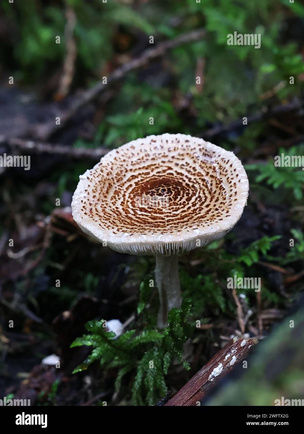 Lepiota viljandi (Lepiota audreae coll.), un champignon dapperling de Finlande, pas de nom anglais commun Banque D'Images