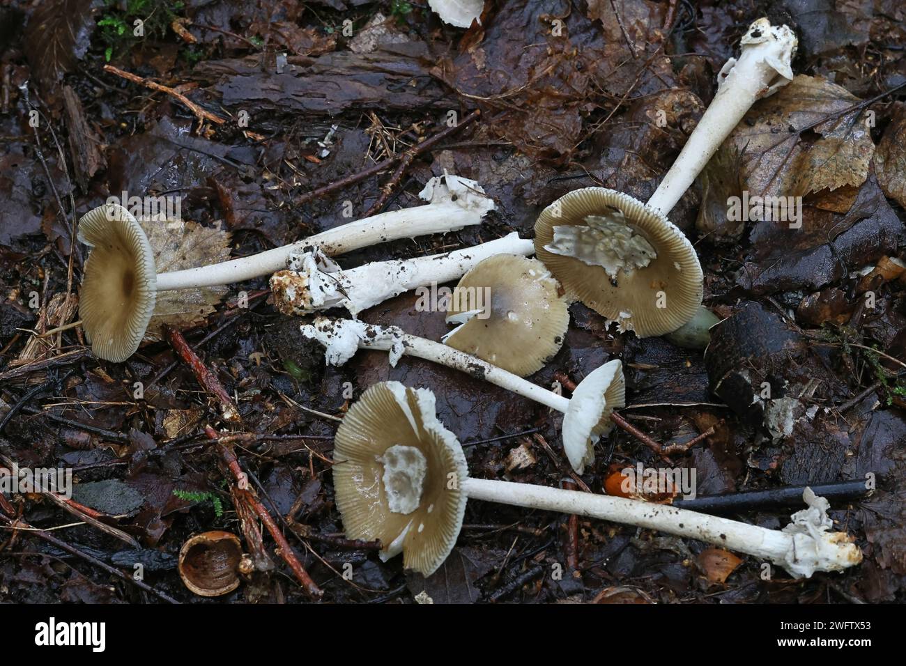 L'Amanita olivaceogrisea, une filature sans anneau gris olive amanita, champignons sauvages de Finlande Banque D'Images