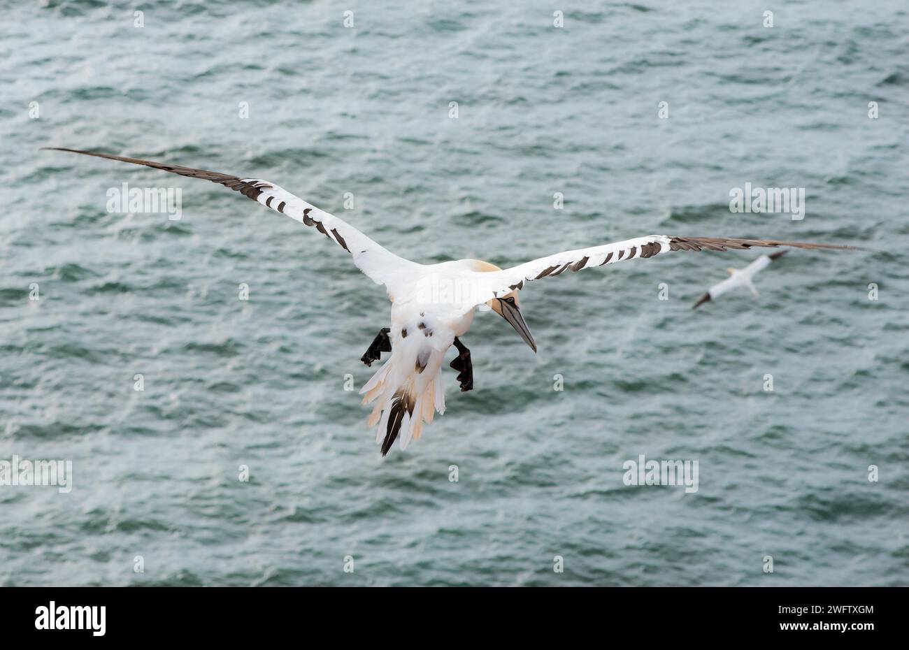 Fous du Nord (Morus bassanus) (synonyme : Sula bassana), mouches juvéniles non encore colorées avec ailes déployées au-dessus de la mer, vue de derrière, nord Banque D'Images