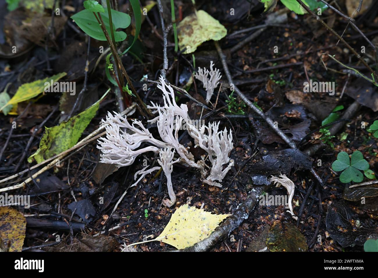 Clavulina coralloides, également connue sous le nom de Clavulina cristata, le champignon de corail blanc ou le champignon de corail à crête, champignon sauvage de Finlande Banque D'Images