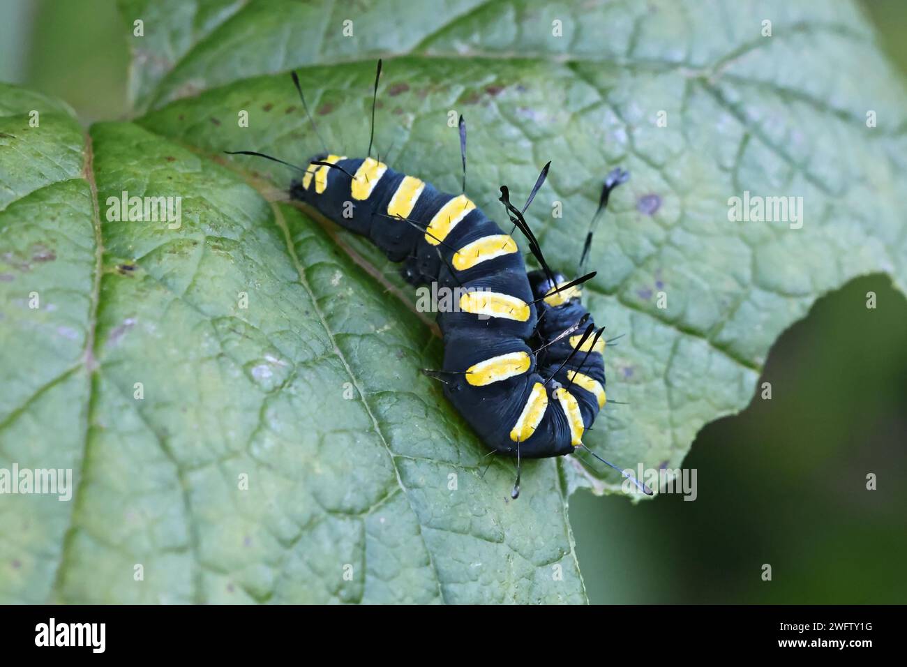 Papillon de l'aulne, Acronicta alni, larve noire avec des rayures jaunes Banque D'Images