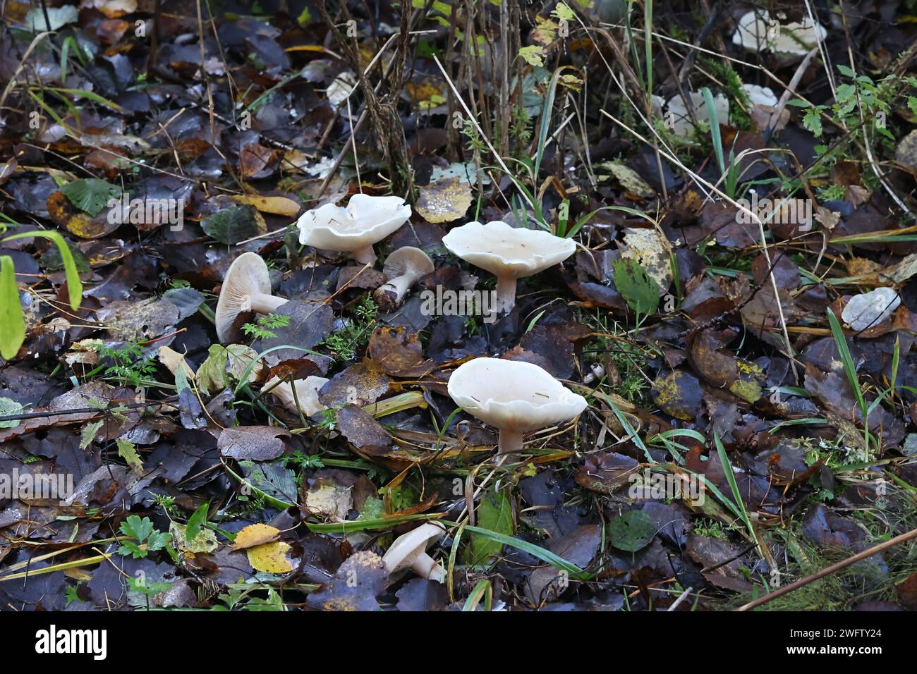 Leucopaxillus cerealis, connu sous le nom de leucopax blanc, champignon sauvage de Finlande Banque D'Images