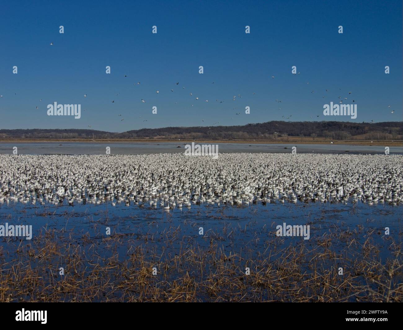 Migration de l'OIE des neiges à travers la réserve naturelle nationale de Loess Bluffs dans le comté de Holt, Missouri Banque D'Images