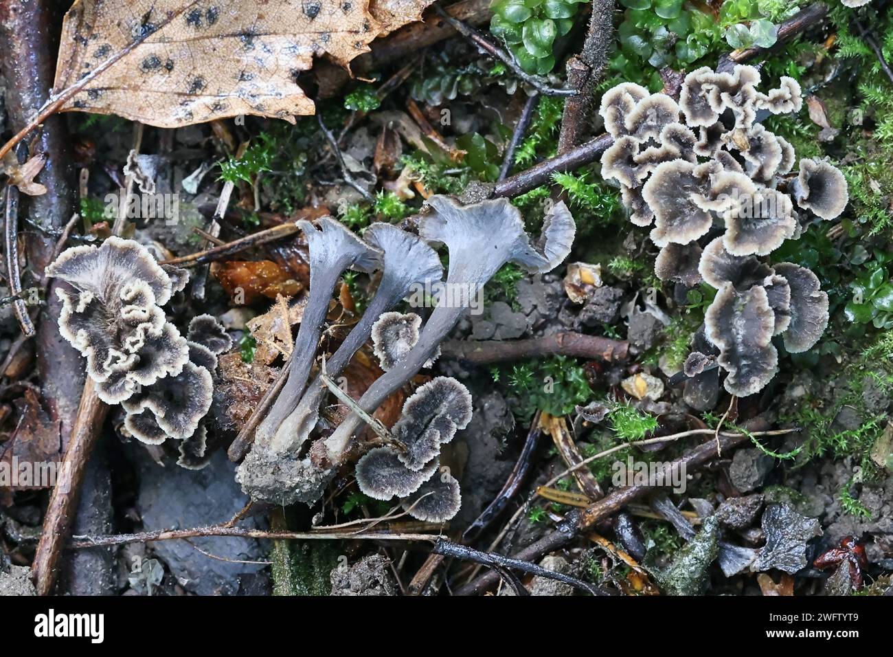 Pseudocraterellus pertenuis, un champignon chanterelle de Finlande, pas de nom anglais commun Banque D'Images