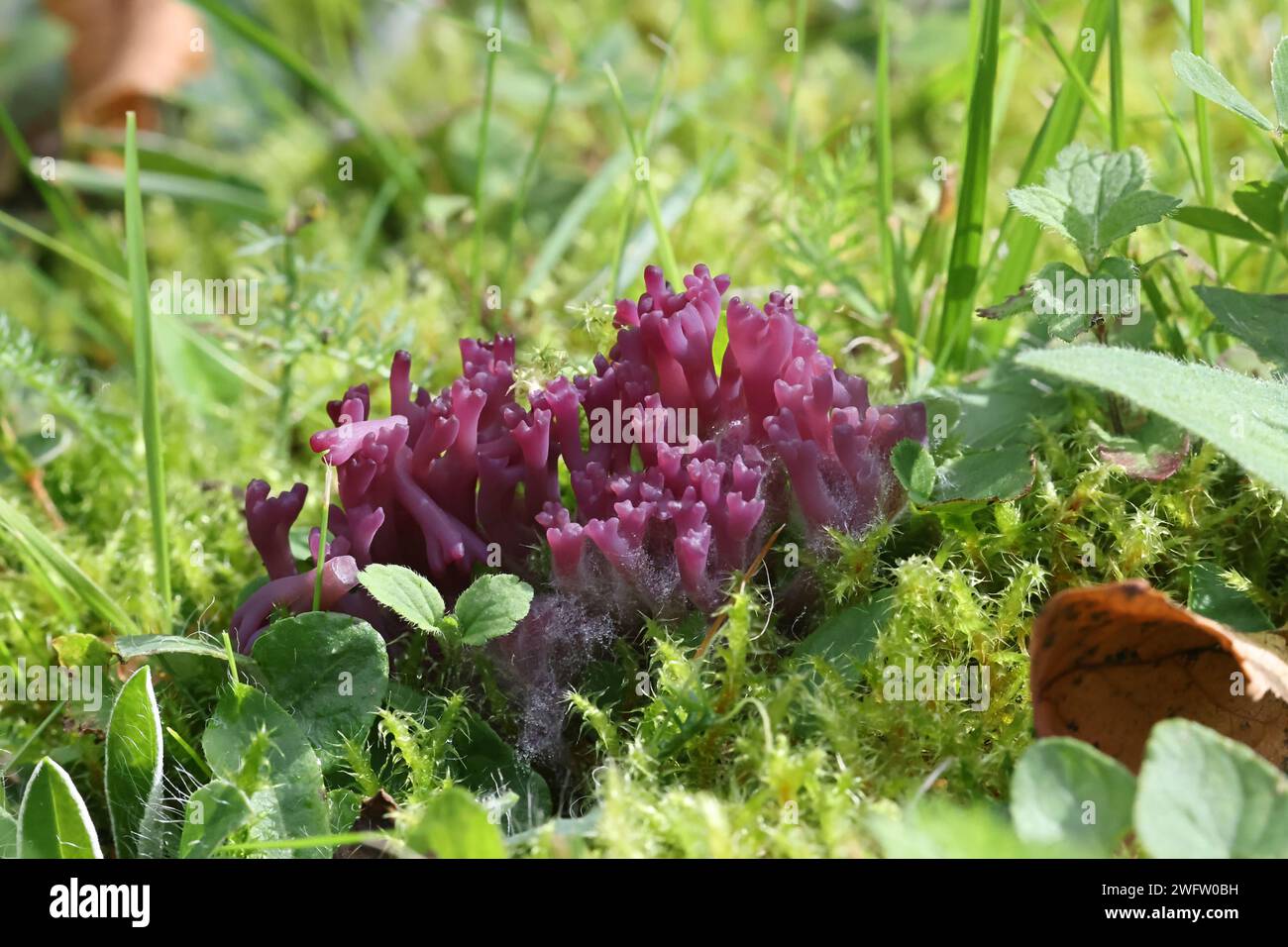 Clavaria zollingeri, aussi appelé Clavaria lavandula, communément appelé corail violet ou corail magenta, champignon sauvage de Finlande Banque D'Images