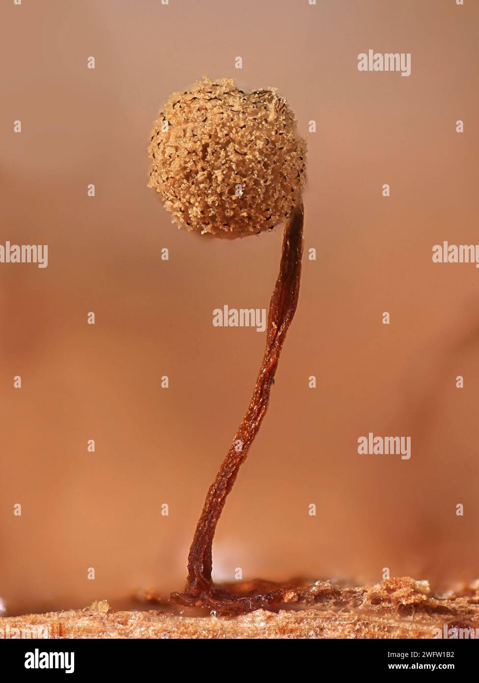 Cribraria intricata, une moisissure visqueuse, image microscopique de sporanges Banque D'Images