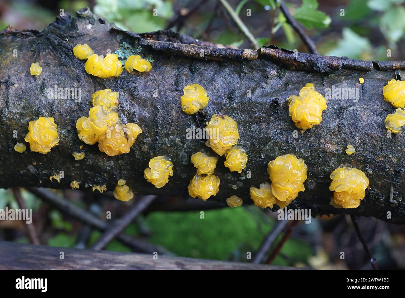 Dacrymyces lacrymaris, un champignon de la gelée en taches de Finlande, pas de nom anglais commun Banque D'Images