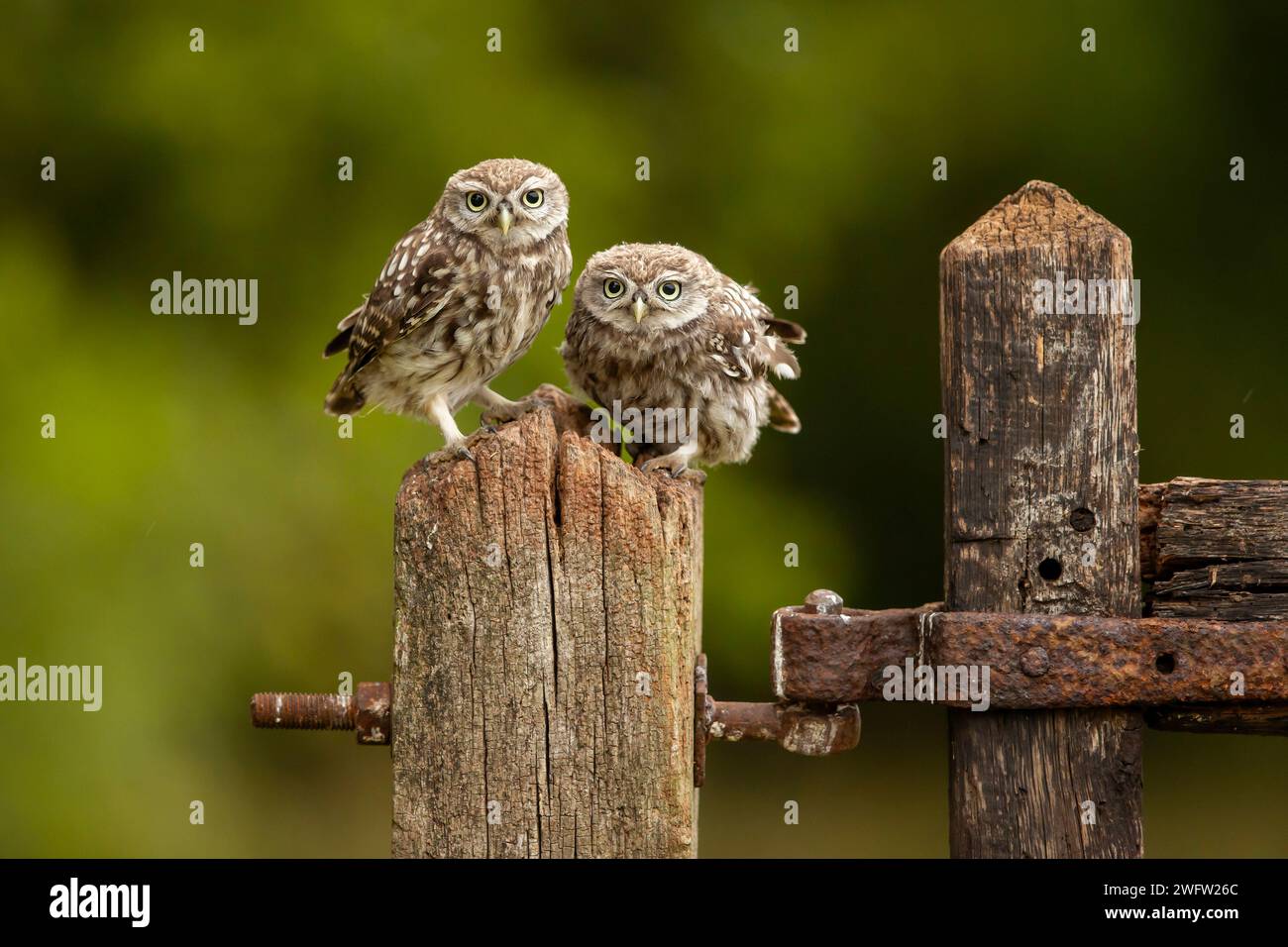 Deux adorables owlets perchés sur une clôture postj Banque D'Images