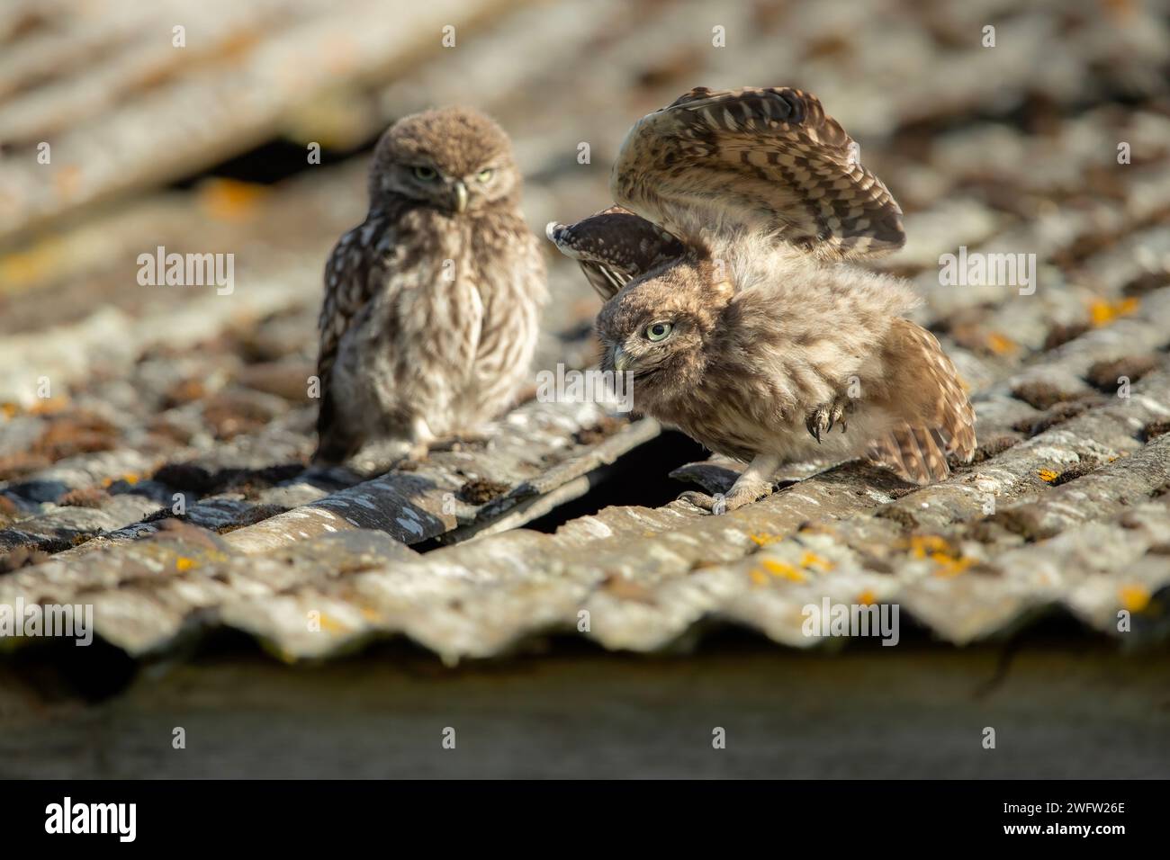 Quelques adorables owlets perchés sur un toit, déployant leurs ailes Banque D'Images