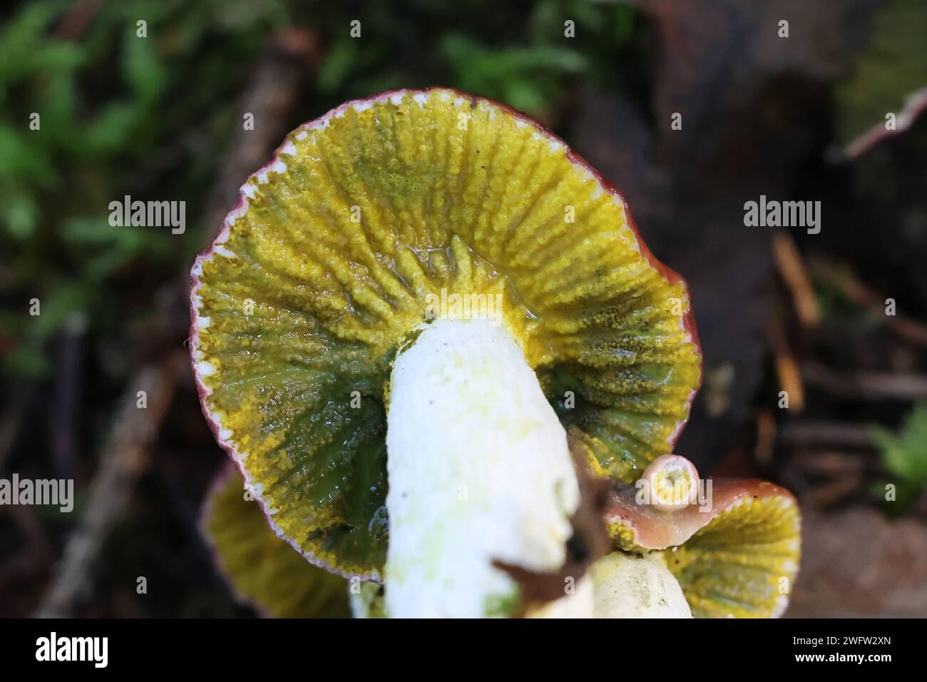 Hypomyces luteovirens, ascomycète parasite enveloppant diverses espèces de brittleguills à croûte jaune, champignon sauvage de Finlande Banque D'Images
