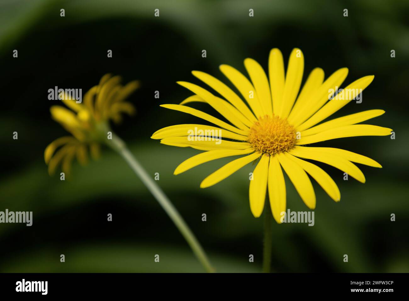 Fleur jaune Banque D'Images