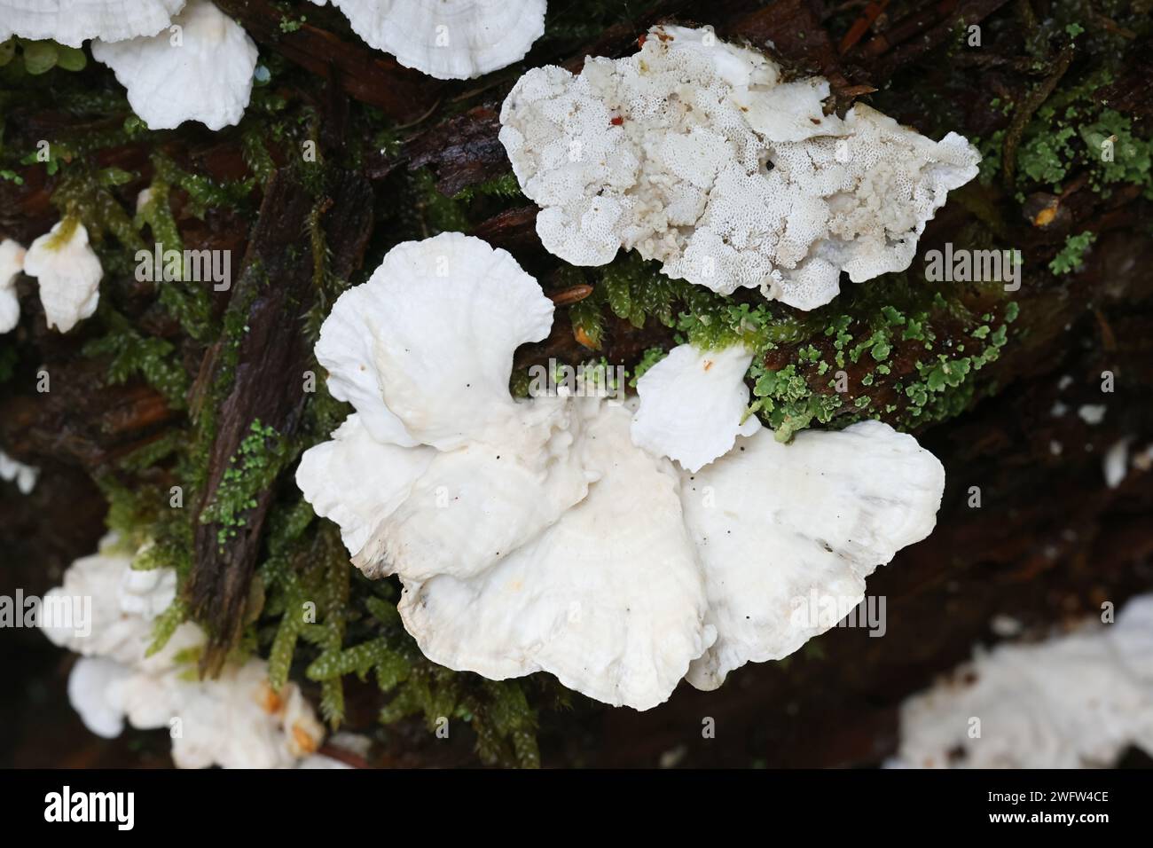 Postia floriformis, un polypore poussant sur souche d'épinette en Finlande, pas de nom anglais commun Banque D'Images