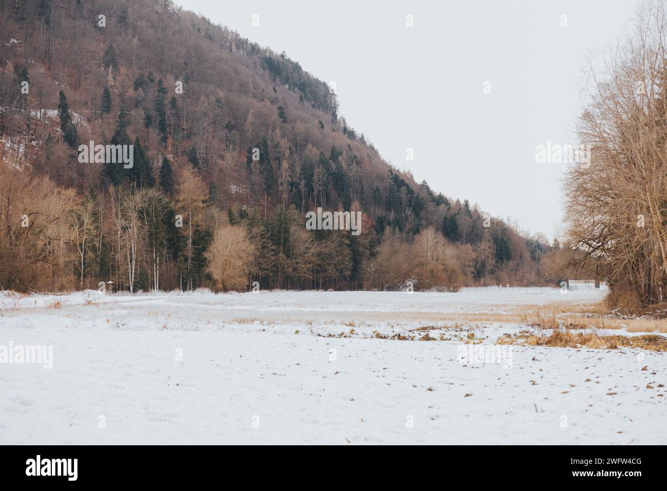 Un champ couvert de neige avec des pins et une clôture à lattes en bois Banque D'Images