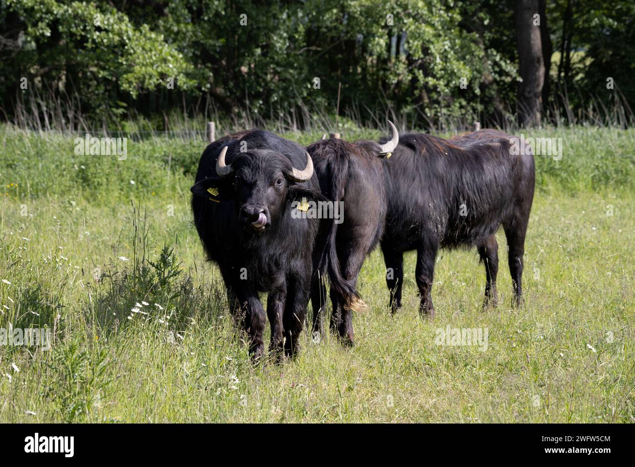 Eau domestique Buffalo Banque D'Images
